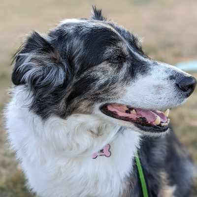 Picture of Swarley 2